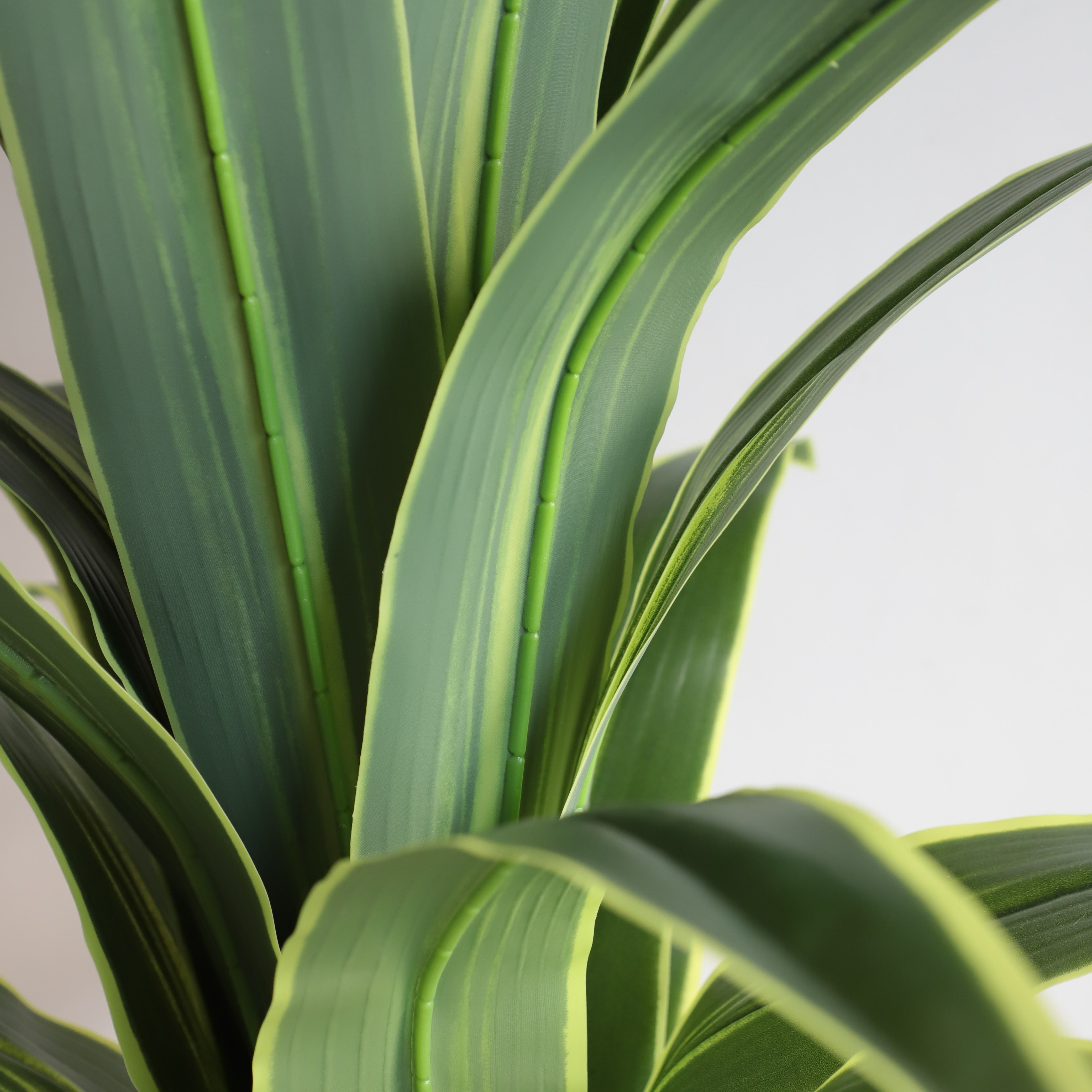 Money Tree Leaves for Prosperity and Good Fortune