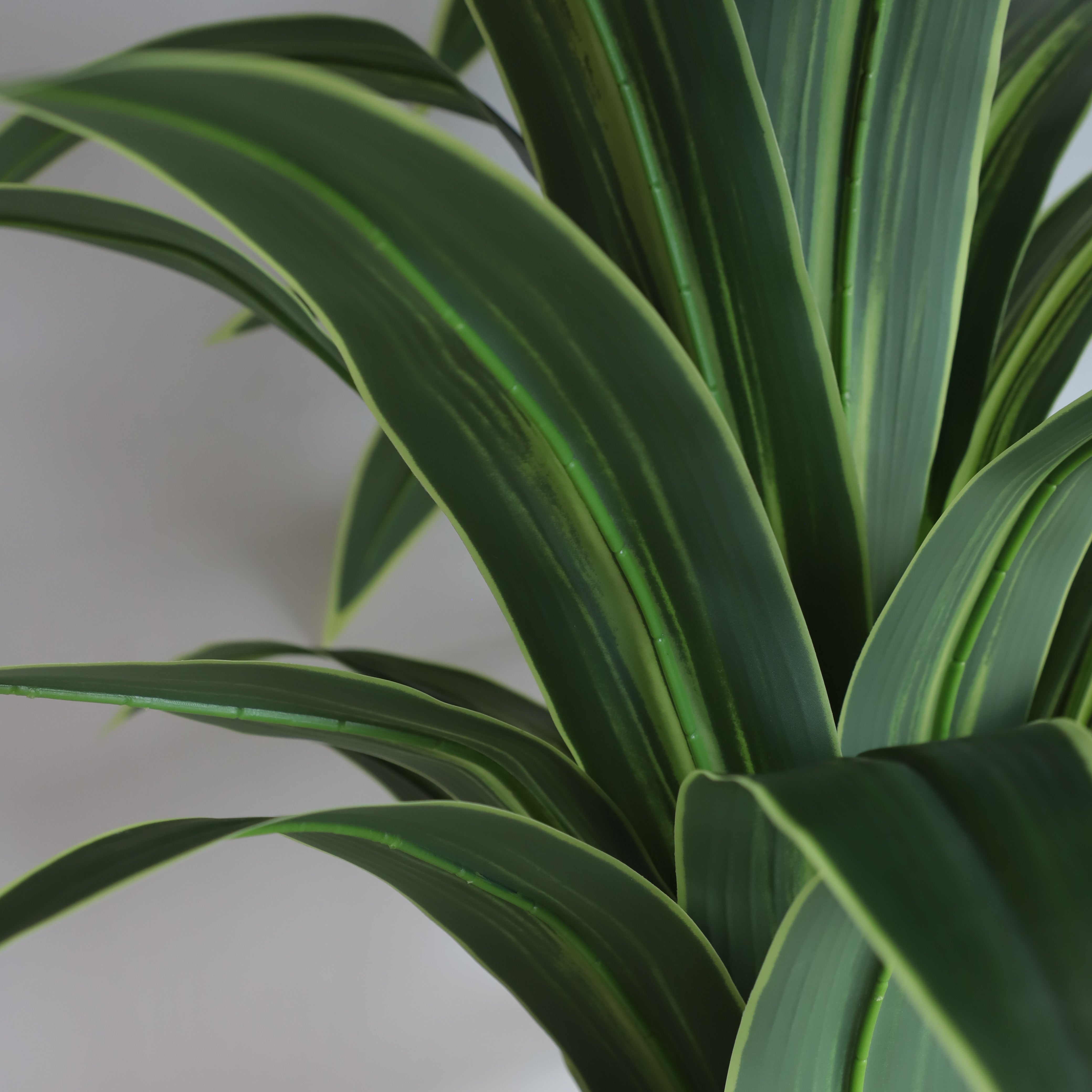 Money Tree Leaves for Prosperity and Good Fortune