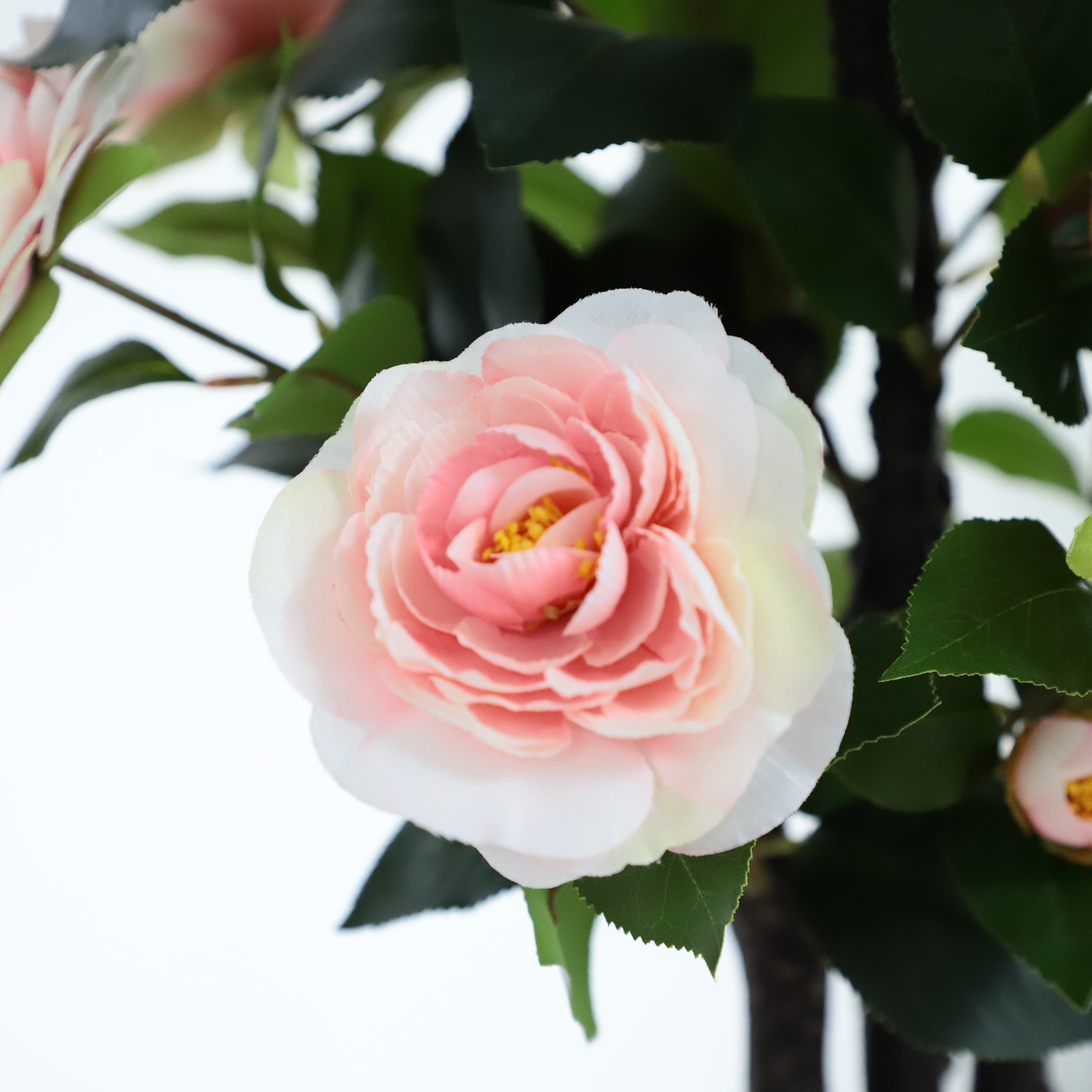 Sincere Love Pink Camellia Flower - A Touch of Elegance