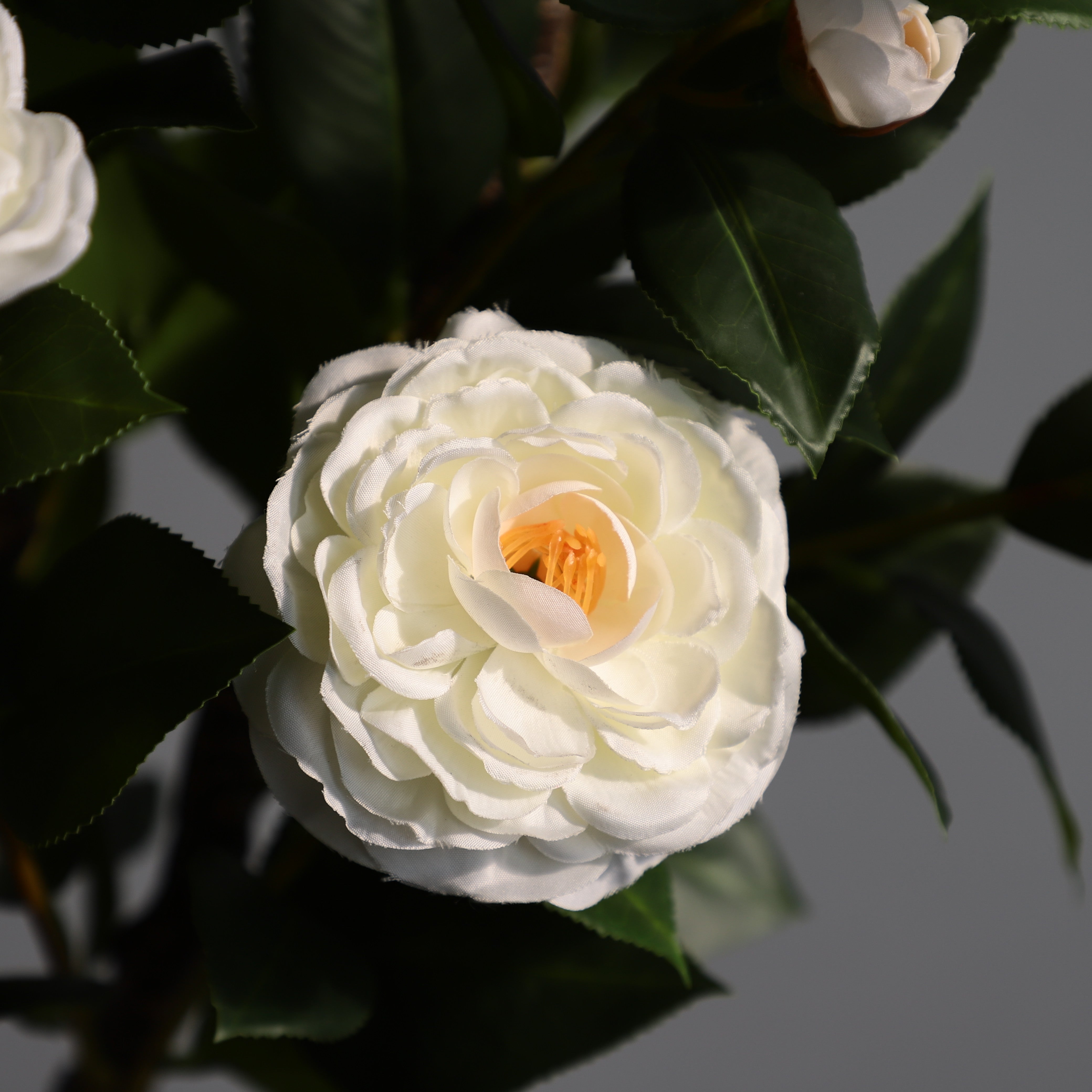 Two pieces of pure innocence(White Camellia)