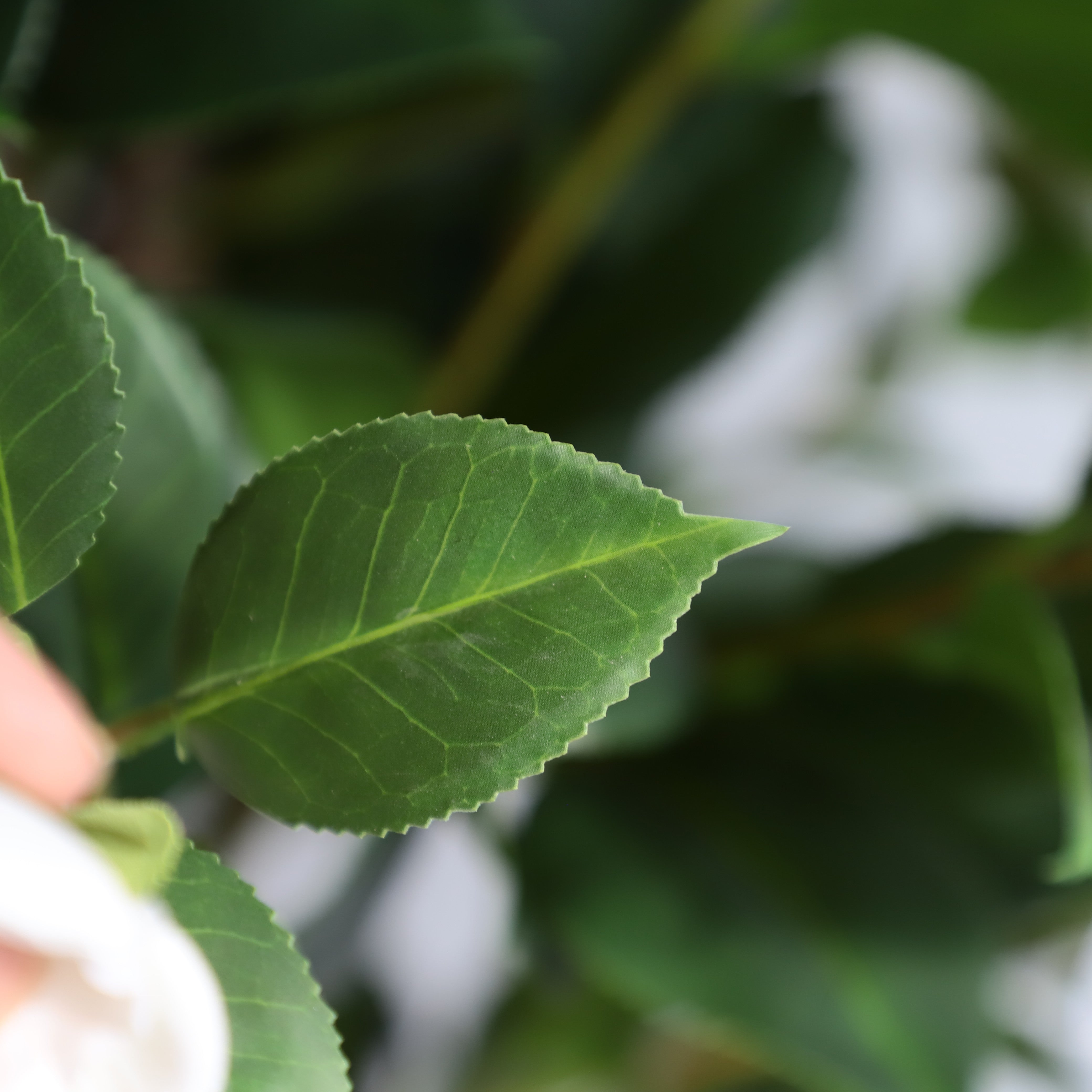 Two pieces of pure innocence(White Camellia)