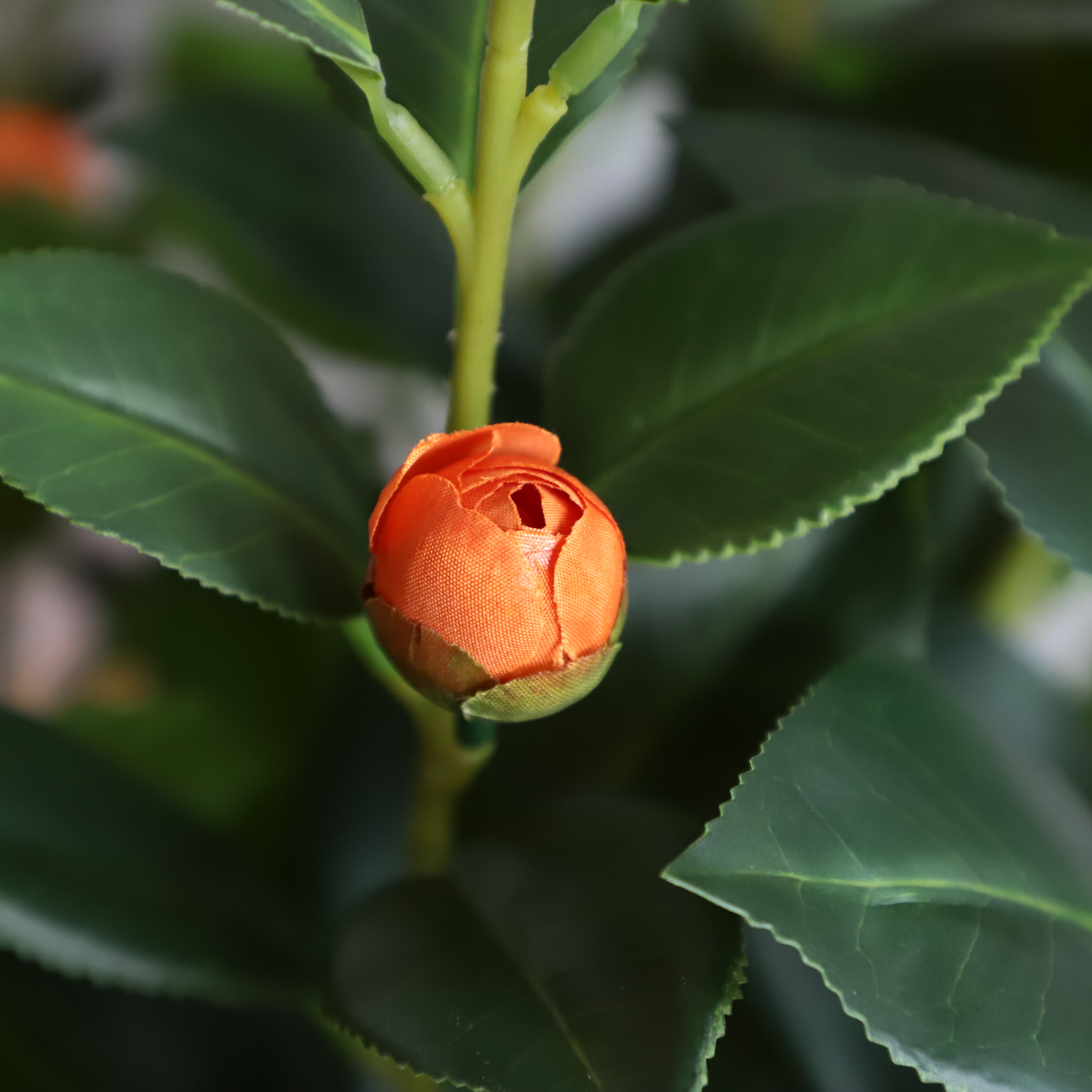 Two pieces of warm companionship(orange Camellia)