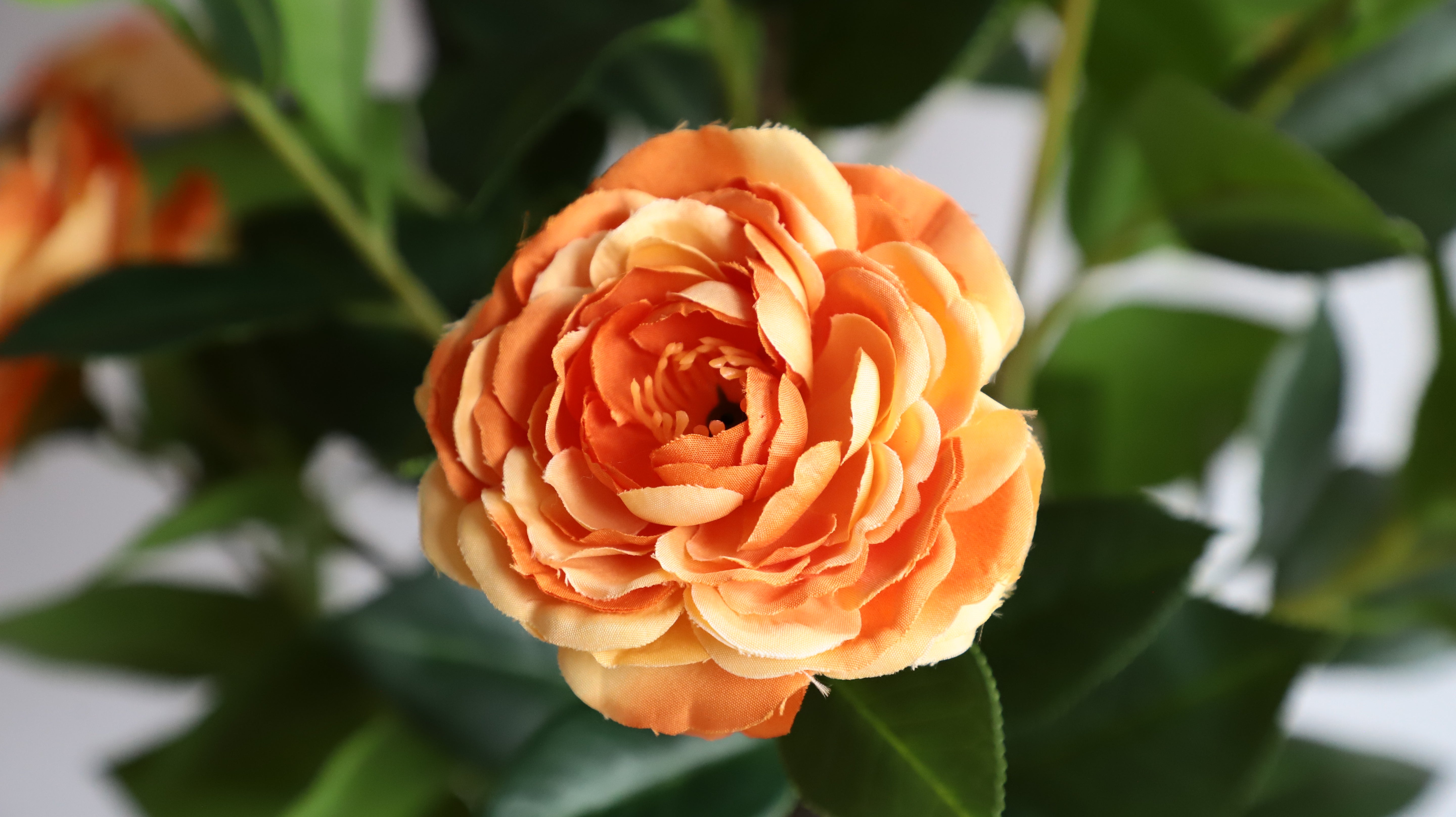 Two pieces of warm companionship(orange Camellia)