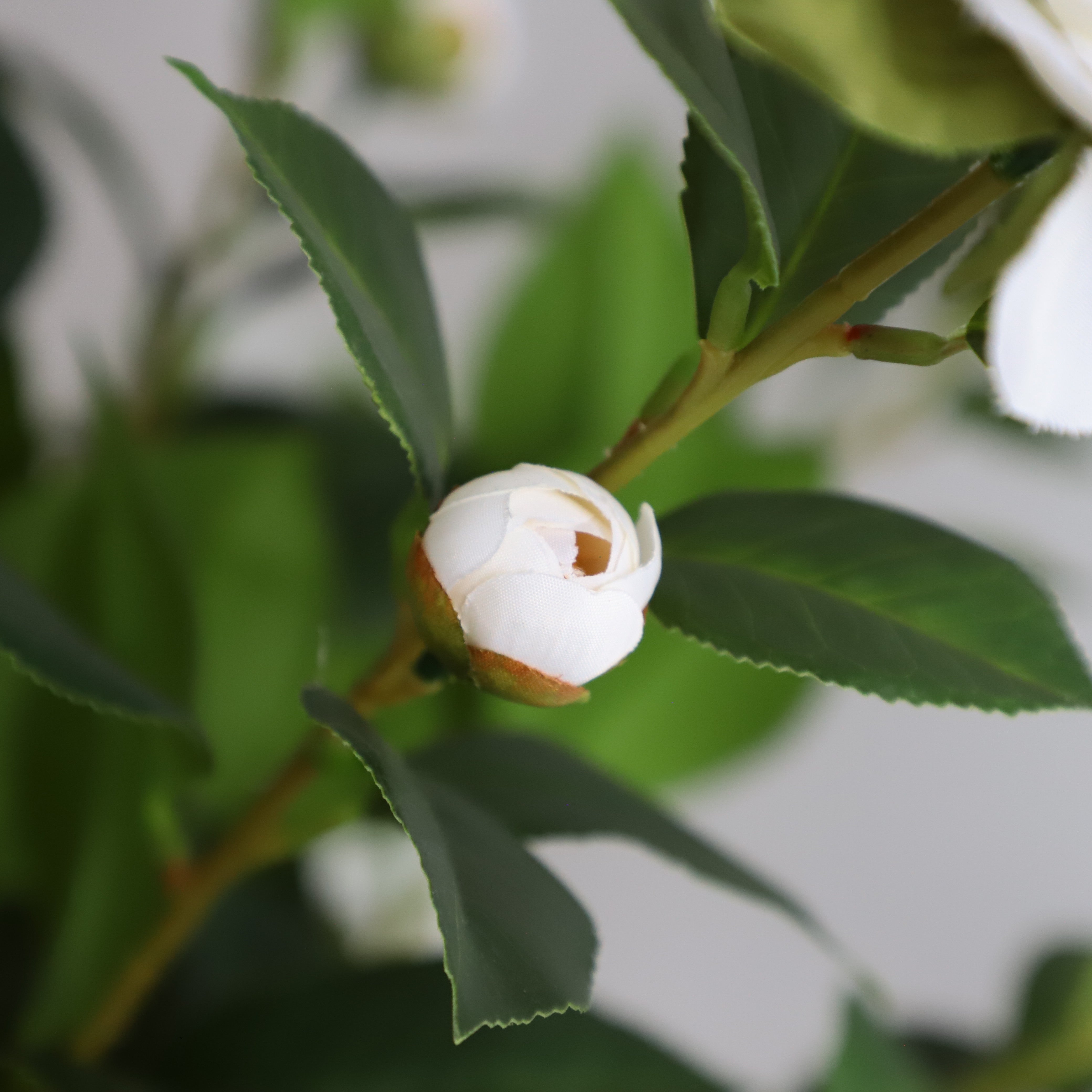 Two pieces of pure innocence(White Camellia)