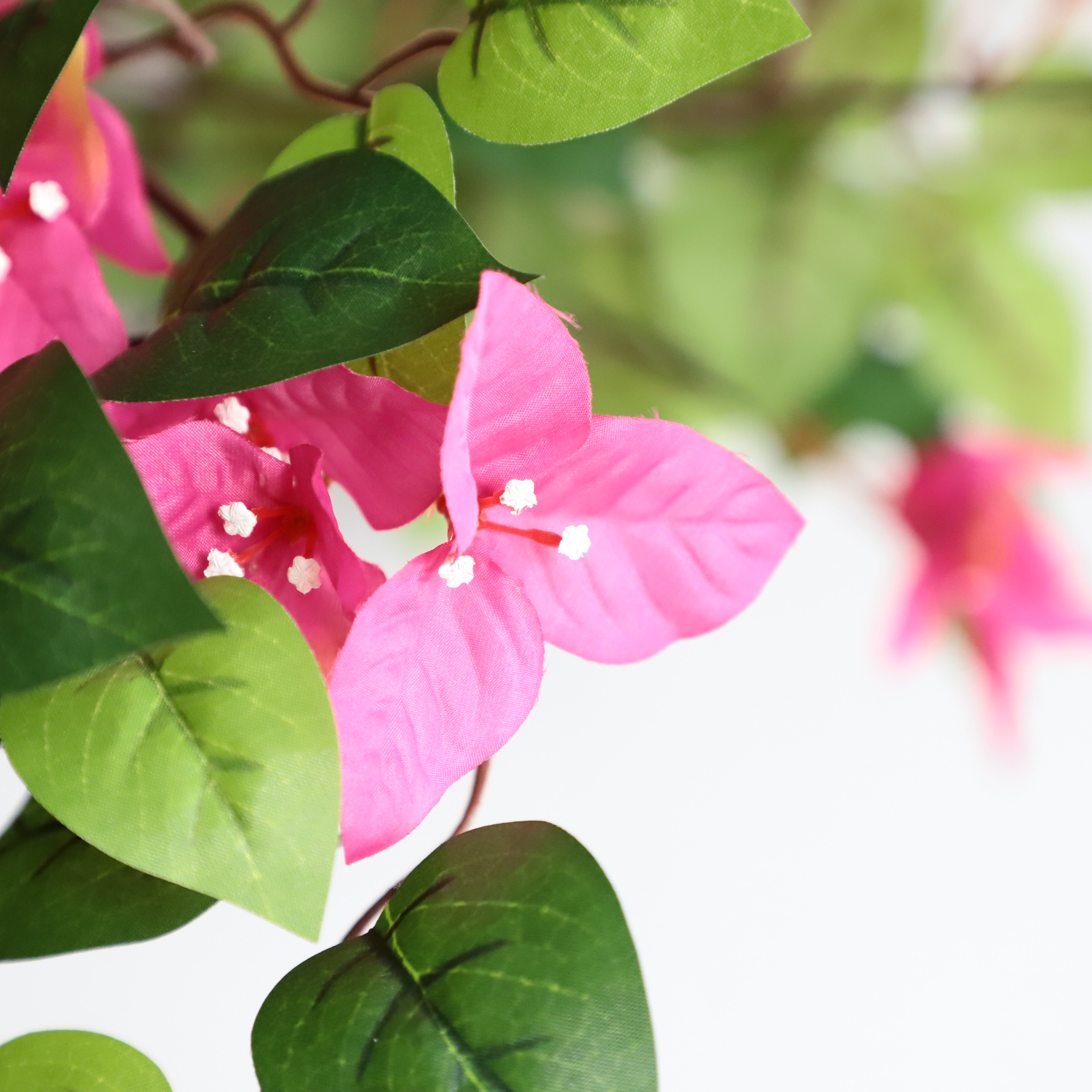 Bougainvillea Tree Decor: Where Simplicity Meets Splendor