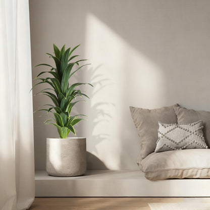 Money Tree Leaves for Prosperity and Good Fortune