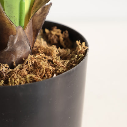 Money Tree Leaves for Prosperity and Good Fortune