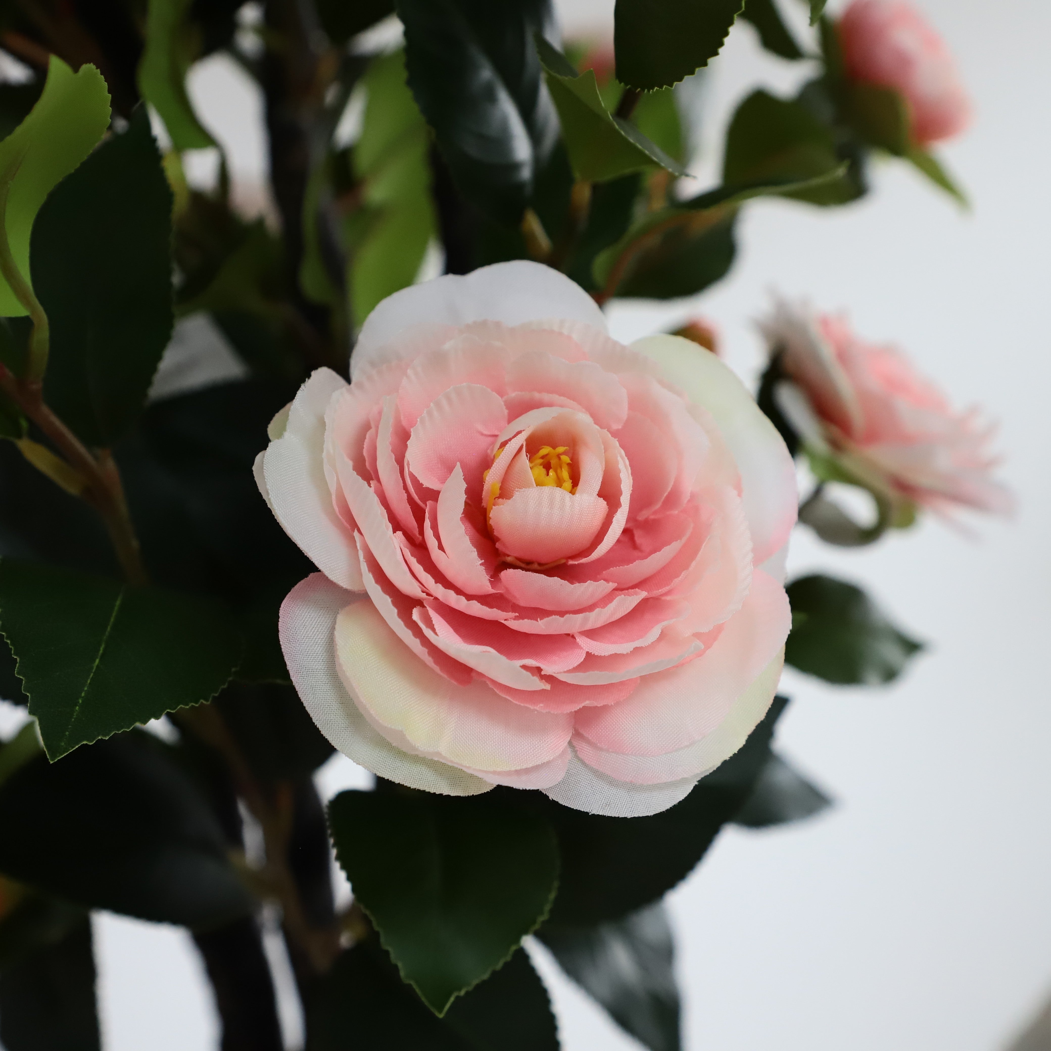 Sincere Love Pink Camellia Flower - A Touch of Elegance